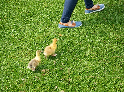 A pair of feet walking on grass being followed by 2 small yellow ducklings